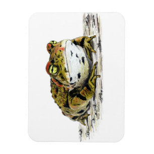 Imán de Toad Occidental