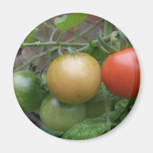 Imán de tomates ligeros de tráfico