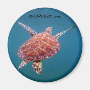 Imán de tortuga