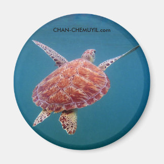 Imán de tortuga