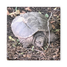 Imán de tortuga