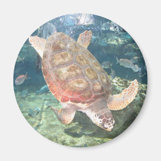 Imán De Tortuga De Natación