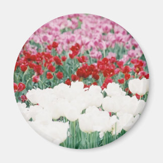 Imán De tres colores