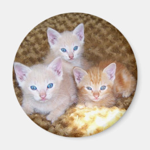 Imán de tres pequeño gatitos