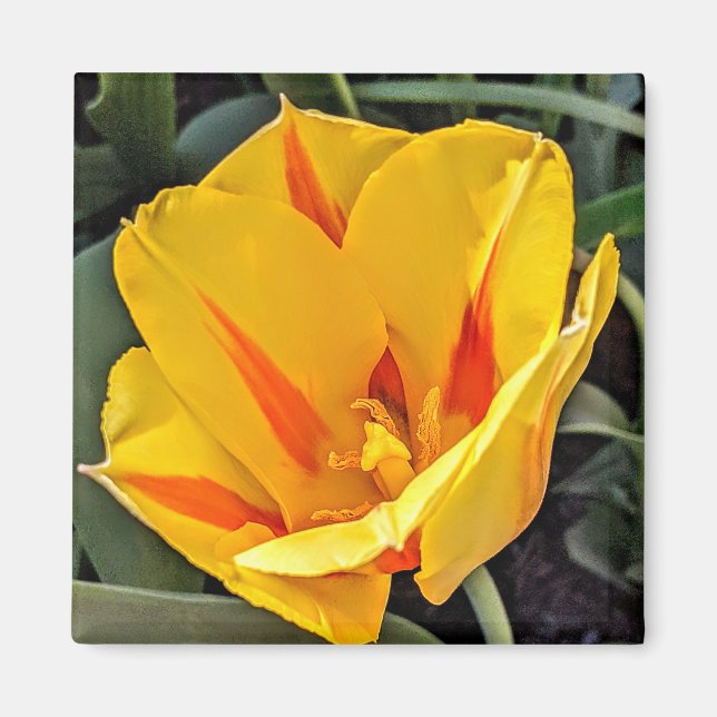 Imán de Tulipán Amarillo en Flor (Frente)