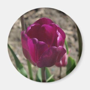 Imán de Tulipán púrpura