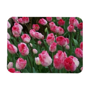 Imán de Tulipanes
