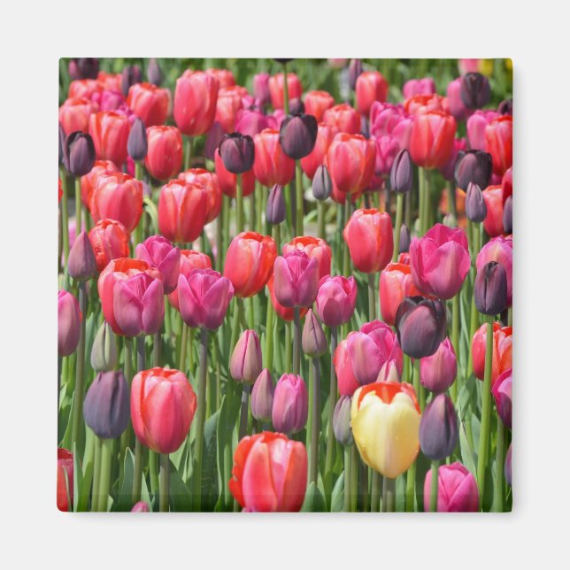 Imán de tulipanes de primavera rosada (Frente)