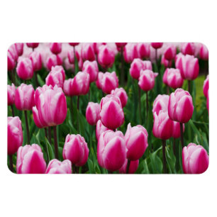 Imán de Tulipanes Rosados