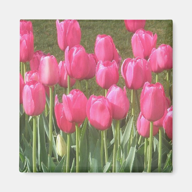 Imán de Tulipanes Rosados (Frente)