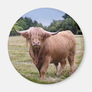 Imán de Vaca de las Tierras Altas