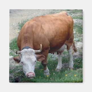 Imán de vaca de los Alpes suizos