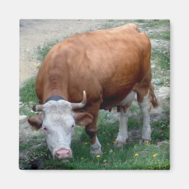 Imán de vaca de los Alpes suizos (Frente)