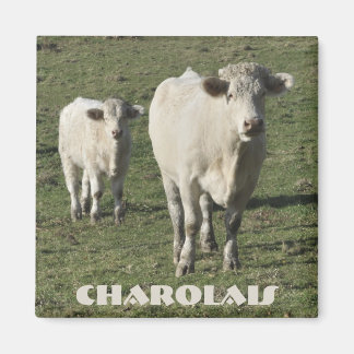 Imán de vaca y ternera charolés