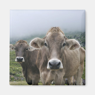 Imán de vacas alpinas