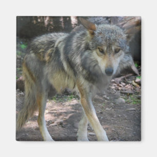 Imán de vagabundeo del lobo