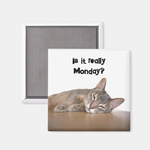 Imán ¿De Verdad Es Lunes? Gracioso meme de gato abysini