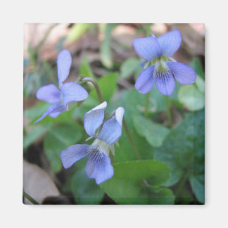 Imán de violetas azules