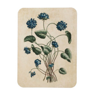 Imán de Violetas Florales Botánicas Vintage
