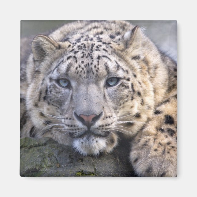 Imán de Vishnu Snow Leopard (Frente)