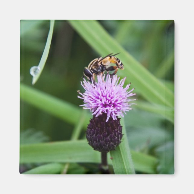 Imán de vuelo (Frente)