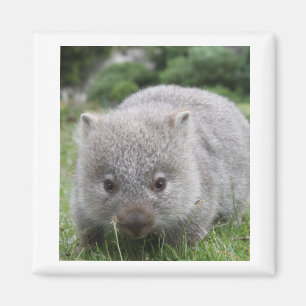 Imán de Wombat
