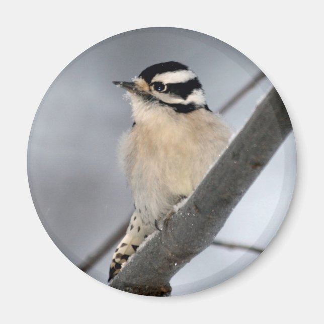 imán de Woodpecker (Frente)