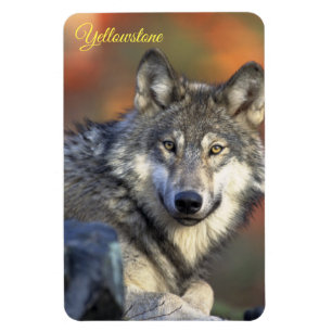 Imán de Yellowstone-Lobo