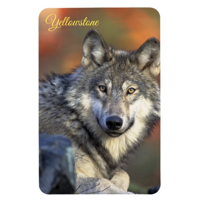 Imán de Yellowstone-Lobo (Vertical)