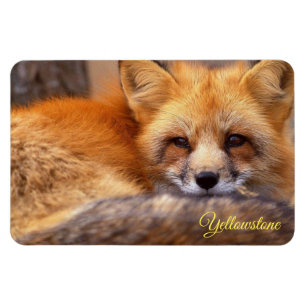 Imán de Yellowstone-Zorro Rojo