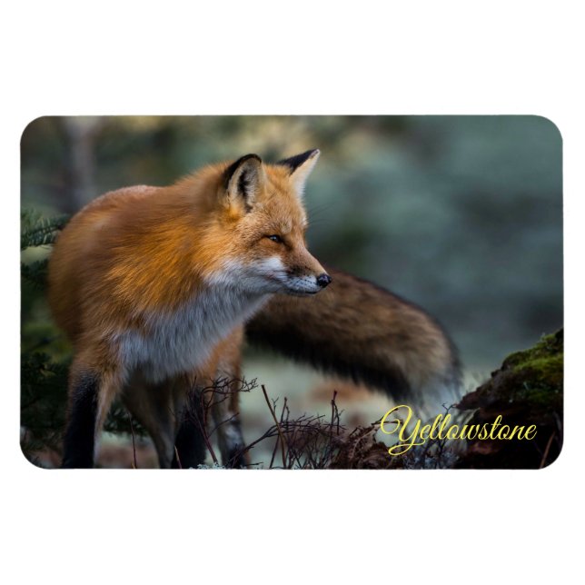 Imán de Yellowstone-Zorro Rojo (Horizontal)