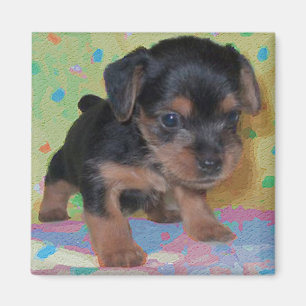 Imán de Yorkie