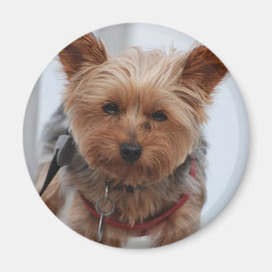 Imán de Yorkie