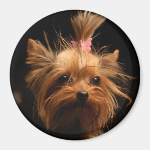 Imán de Yorkshire Terrier