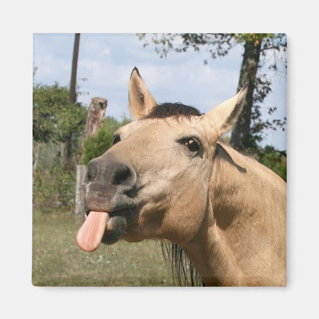 imán de zberry de caballo (Frente)