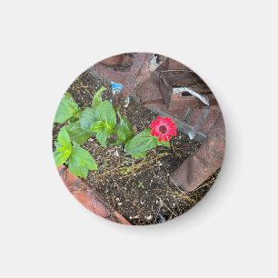 Imán de Zinnia Rojo con Objetos Oxidados