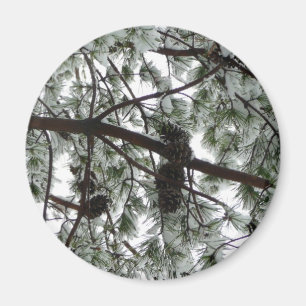 Imán Debajo de la foto del invierno de un pino cubierto