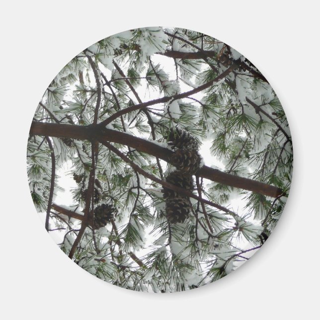 Imán Debajo de la foto del invierno de un pino cubierto (Frente)