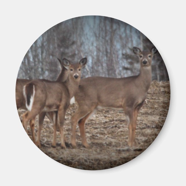 Imán Deer_0338v (Frente)