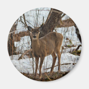 Imán Deer_0373