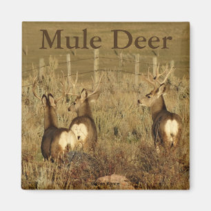 Imán Deer Bucks D30