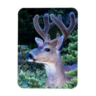 Imán Deer de cola negra   Parque nacional olímpico