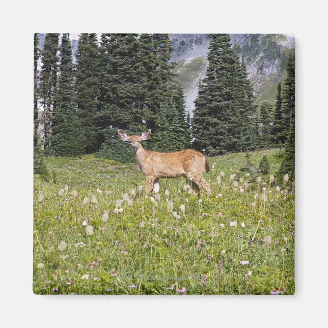 Imán Deer en el Parque del Paraíso (Frente)