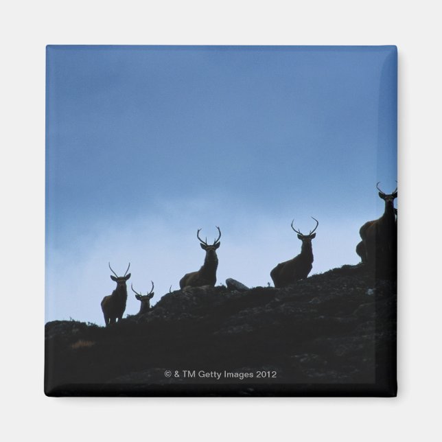 IMÁN DEER ROJO (ELAFUS CERVUS) SILHOUETTED CONTRA (Frente)