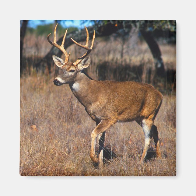 Imán Deer Wildlife Magnet (Frente)