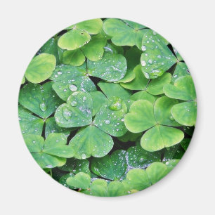 Imán Deerpark Ireland Clover Dew Drogas