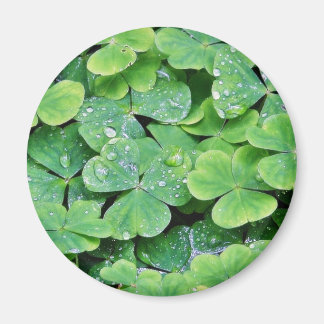 Imán Deerpark Ireland Clover Dew Drots