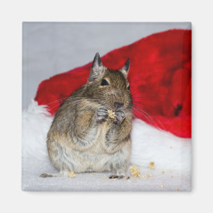 Imán Degu con el gorra de Santa festivo