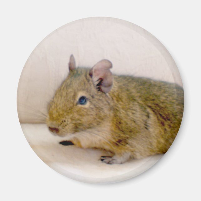 Imán Degu Magnet (Frente)