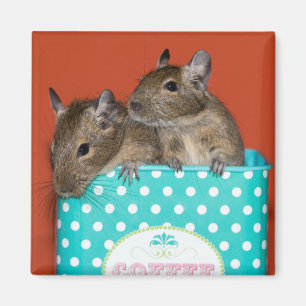 Imán Degus con puntos de polka